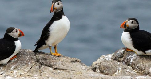 Boottocht Bar Harbor puffins
